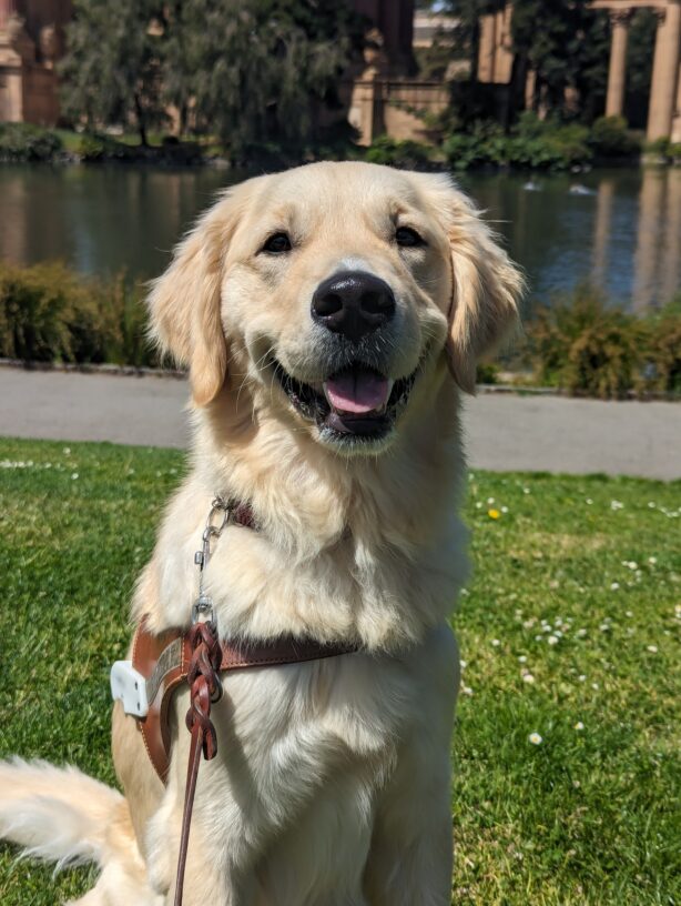 Major sits in harness in the Palace of Fine Arts in San Francisco. He is looking directly at the camera with a cute smile on his face.