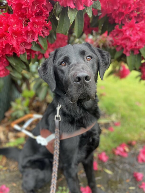 Nexus sits in his guide dog harness in front of a red flowering bush. The flowers are circled around his head  with petals scattered on the ground. He is looking attentively at his handler waiting to receive his kibble for being a good boy!