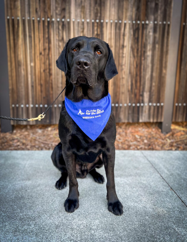 Black lab Nitro sits in front of a wooden fence. He is wearing a blue Breeder scarf.