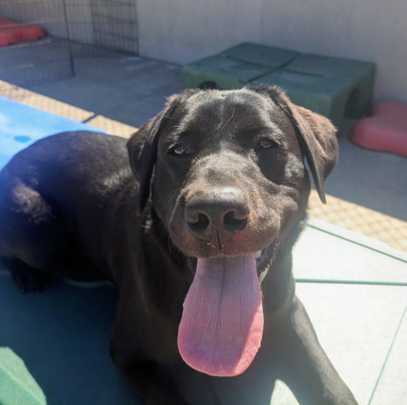a close up of a black lab laying in the sun with her tongue out. She has brown undertones and is laying on some plastic play equipment.