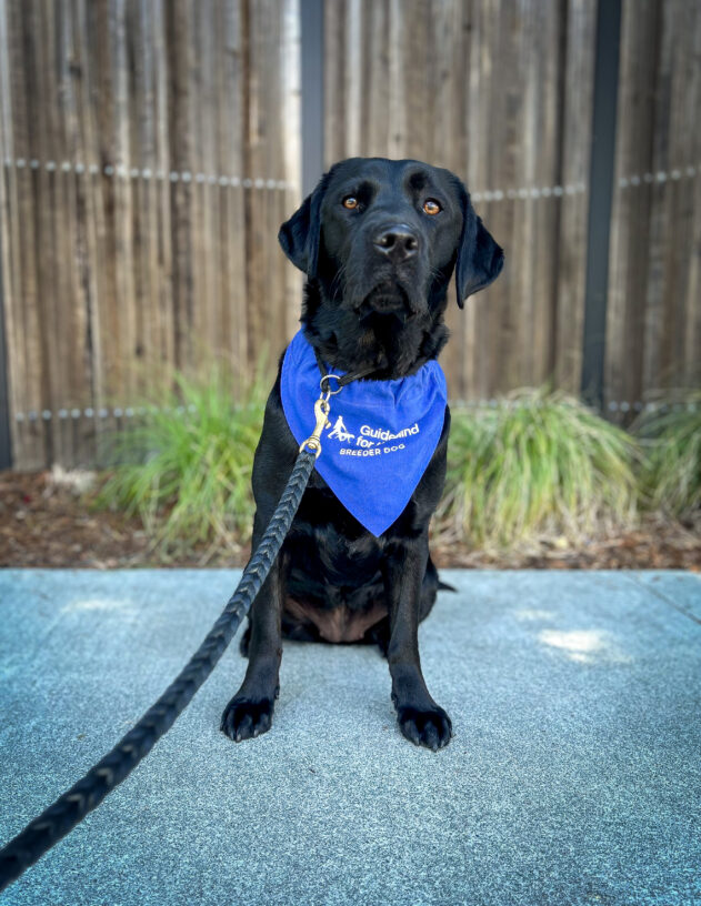 Black lab Reva sits in front of a wooden fence with green plants behind her. She is wearing a blue Breeder scarf.