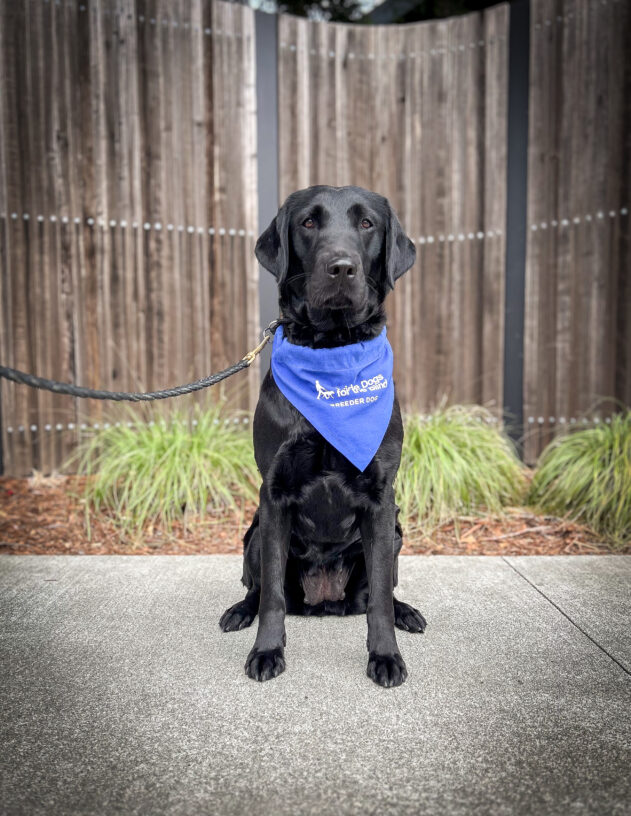 Teapot sits on a pathway in front of a wooden fence wearing her blue breeder scarf.