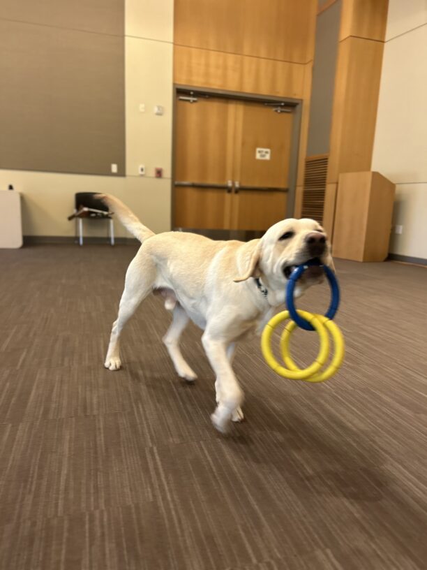 Houdini is pictured mid-prance with a set of three rings in his mouth. His mouth is partially open and his right front foot is off the ground.