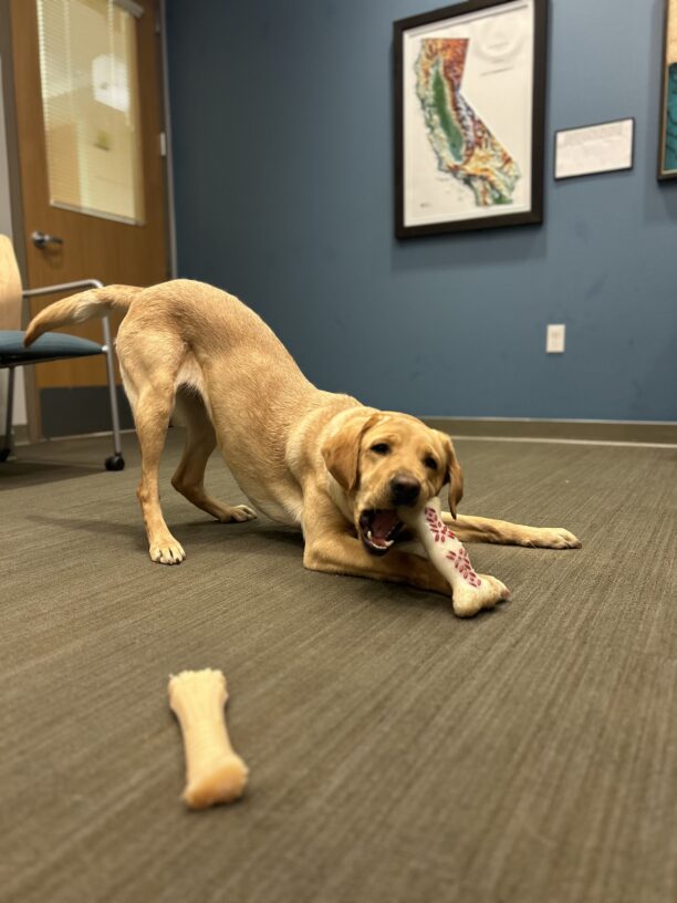 Rhapsody is off-leash in a room with a couple of Nylabones. She is in a 