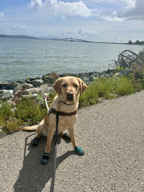 Rhapsody sits in harness on a paved trail wearing all four booties. It is a sunny day and the SF Bay is in the background.