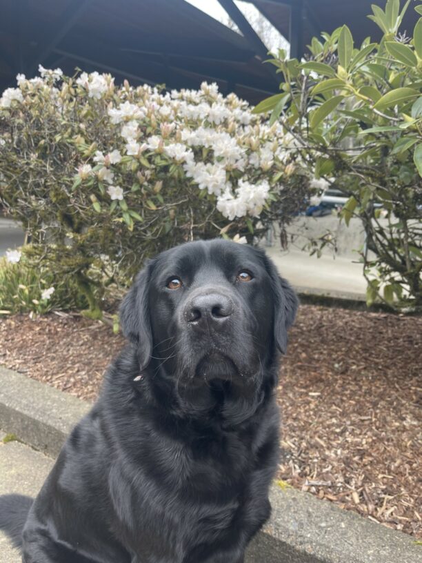 Kidder is sitting in front of a large bush that has white flowers blooming. He is looking up at the camera.