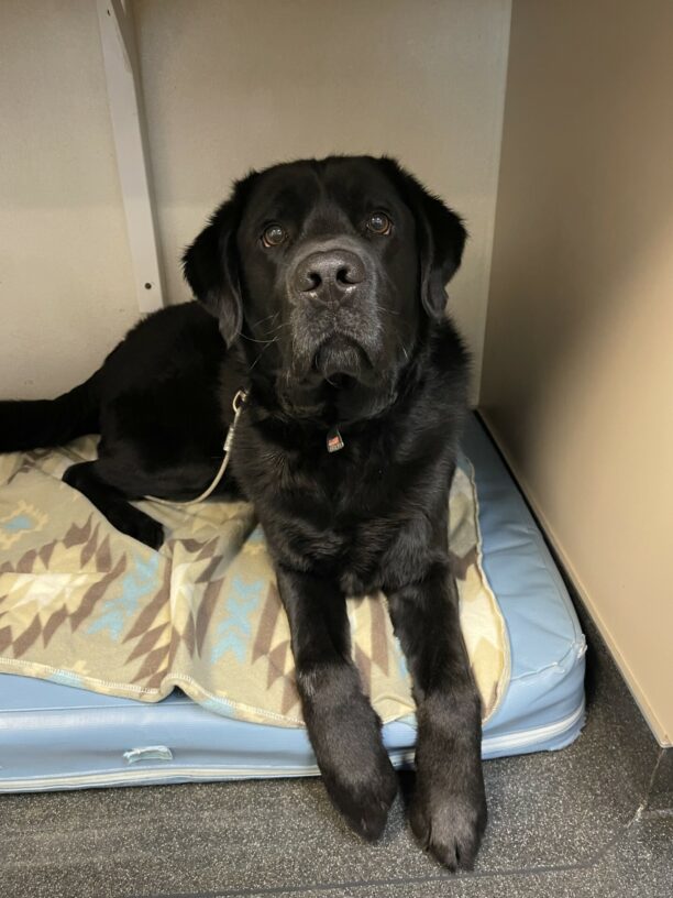 Kidder is lying down on a blue foam bed that is under a desk. He is looking up at the camera with his big brown eyes.