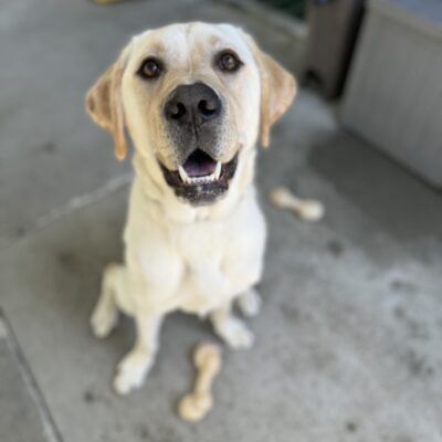 Bidwell sits looking up at the camera with his mouth open. He is in community run surrounded by Nylabones.