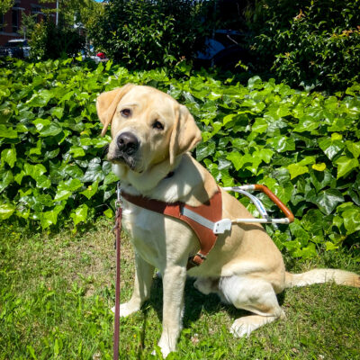Amalfi sits in harness on the grass, head tilted at the camera