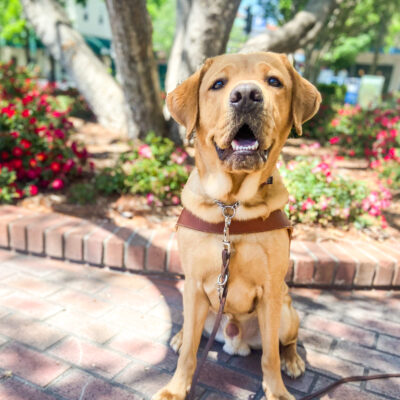 Cute Andrew sits in harness on a shady brick pathway downtown, smiling big at the camera