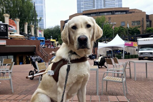 Fresco is sitting on a half wall in Pioneer Square in downtown Portland. He’s wearing his harness and a smile.
