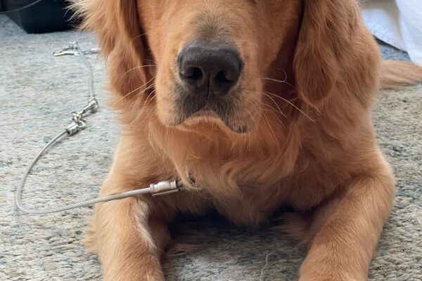 Willard lies on carpet in a living room setting while on tie down. He is looking directly at the camera.