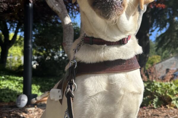 Seattle sitting in front of a tree in harness while staring at the camera while licking the side of her face.