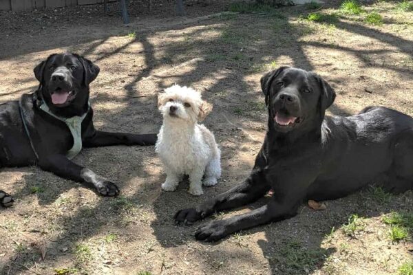 Black lab Newton is laying down outdoors on the right side of the photo, with a black lab laying down to his left. Between them, is a small white poodle mix sitting up. All the dogs are smiling up at the camera.