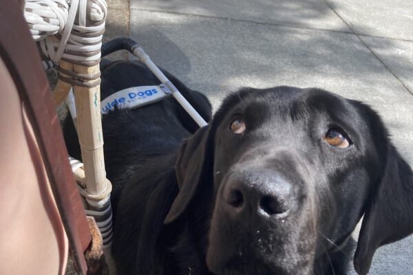 Herschel lays down tucked in next to a chair. He is wearing his harness and is gazing up towards his handler.