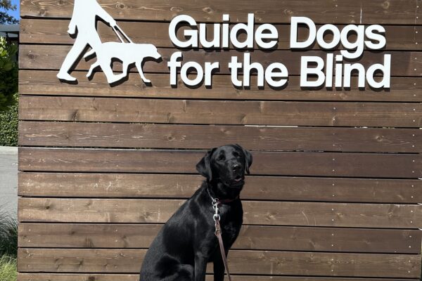 Carter poses in front of a wooden sign bearing Guide Dogs for the Blind's logo. He is sitting looking at the camera. There is a bright blue sky in the background.