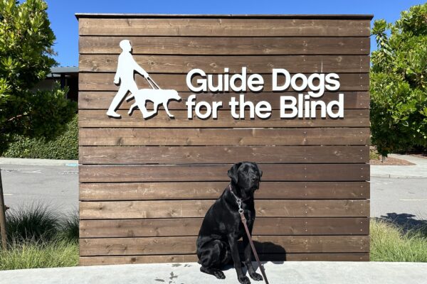 Marty poses in front of a wooden sign bearing Guide Dogs for the Blind's logo. He is sitting looking to the right of the camera. There is a bright blue sky in the background.