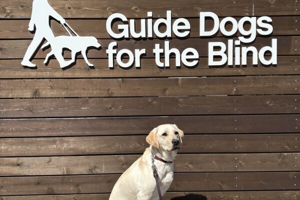 Rosetta poses in front of a wooden sign bearing Guide Dogs for the Blind's logo. She is sitting looking to the right of the camera. There is a bright blue sky in the background.