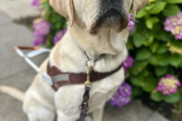Yellow Lab Augustus sits on a sidewalk by a purple hydrangea bush. He is wearing a leather guide dog harness and leash.