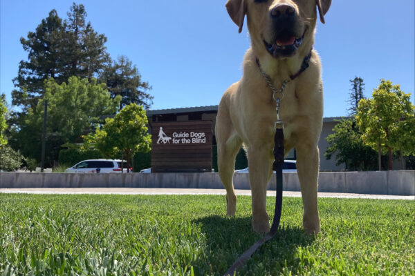 Anne enjoys a romp in the grass on the GDB campus. She smiles at the camera with alert ears and the Guide Dogs for the Blind sign in the background.