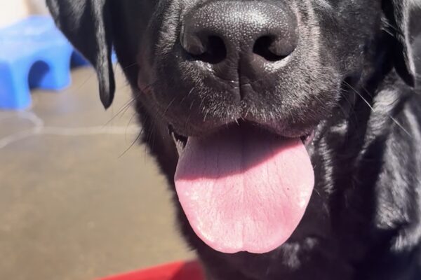 A black lab looks into the camera close-up. Her tongue is out and the sun is too! She stands on a red play structure with cement in the background
