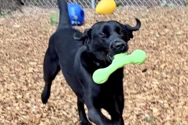 A black lab  runs towards the camera. She is holding a green rubber toy in her mouth and ears and up from running. Behind her is an open area with toys and bark chips.
