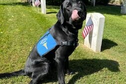 Black lab Hughes is sitting down outside on Memorial day wearing his blue service dog jacket.