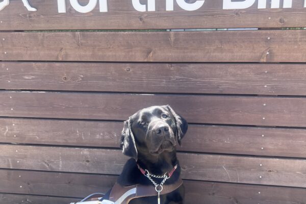 Kata poses in front of a wooden backdrop with a Guide Dogs for the Blind white logo. She looks up as the sun shines down on her. She wears her harness.