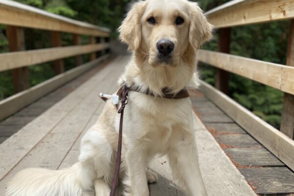 Strawberry, a long coated yellow Labrador and Golden retriever cross, is sitting on a wood bridge with green Douglas firs in the background. She is looking at the camera and wearing her harness.