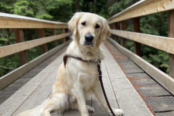 Genesis, a long coated, yellow Labrador, Golden cross, is sitting on a wood bridge with tall, green Douglas fir trees in the background. She is looking at the camera with an adorable, small head tilt and wearing her harness.