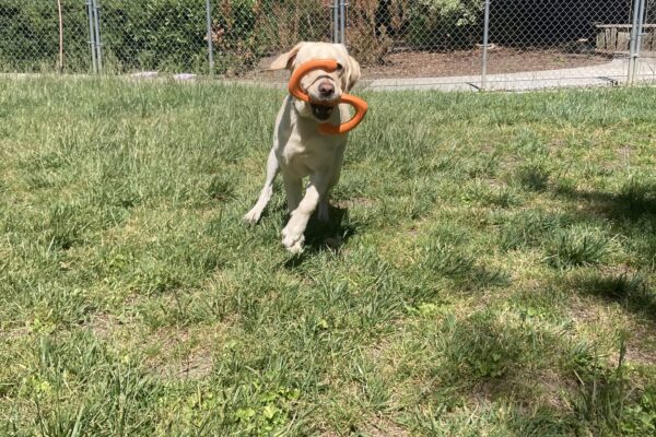 Emery is running in a grass play yard holding an orange tug toy.