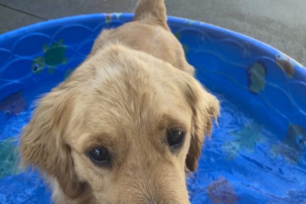 Lager is standing in the pool in community run, facing the camera.