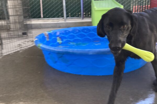 Tawny is running towards the camera in community run with the pool in the background and she’s holding a green rubber toy.