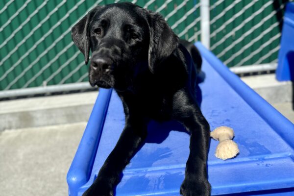 P. J., a black Labrador/Golden Retriever cross, is laying on a blue play structure in community run. He has a nylabone next to him and he is looking into the camera.