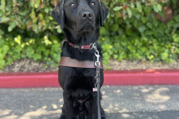 Mustang sits in harness looking at the camera. Behind him are bright green bushes.