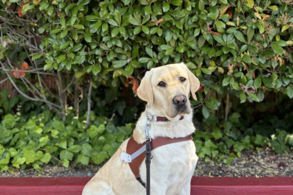 Photo is of yellow lab Emmett sitting in harness in front of a red curb and large green bushes