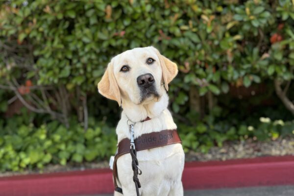 Photo is of yellow lab female Rhonda sitting in harness in front of a red curb and green bushes