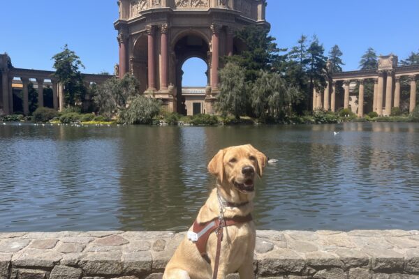 Yellow lab Bosco is sitting wearing a harness with a smile on his face. In the background is a pond and the Palace of Fine arts in San Francisco.