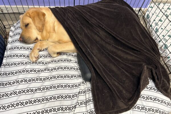 Gazpacho (a large yellow Labrador male) is snoozing in an X-pen on a dog bed with a dark brown blanket draped over him. In the pen with him is a large Kong chew toy half tucked under the blanket with him. He has one foot slightly tucked as if he was running in his sleep.