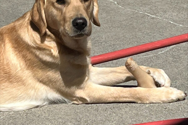 Roo (yellow Labrador/ Golden Retriever cross, female) is laying in the sun in community run facing directly to the camera with one eyebrow lifted. She is holding a partially chewed Nyla bone with her front feet and has a red hose laying on the ground on either side of her.