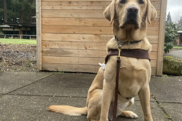 Alder, a yellow Labrador Retriever, is sitting in harness in front of a wood sign that reads 'Guide Dogs for the Blind' on the Oregon campus.