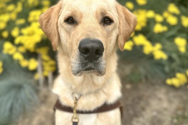 Short-coated Golden Lab cross Roman sits by yellow flowers in a planter. He looks directly at the camera and is wearing a leather guide dog harness and leash.