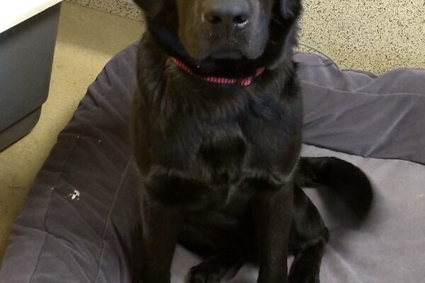 Black Lab Abrazo is sitting indoors on a grey dog bed looking up to the right of the camera.