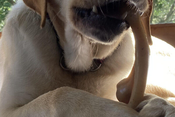 A close up of Al lying on a dog bed while chewing on a wishbone shaped bone.