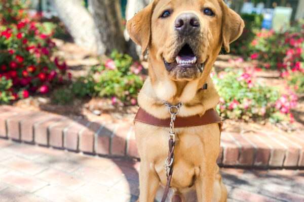 Cute Andrew sits in harness on a shady brick pathway downtown, smiling big at the camera