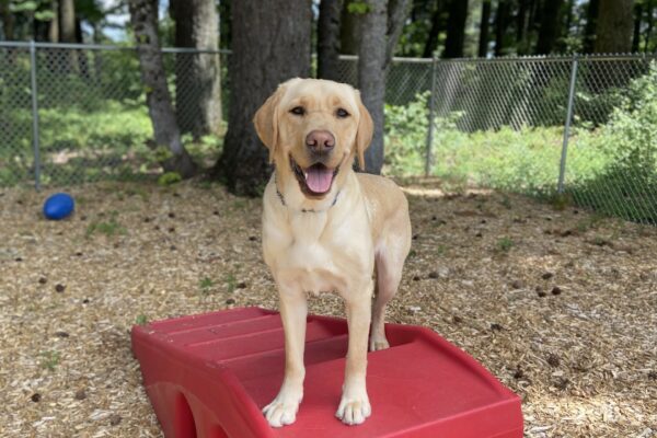 Arkin stands on top of a set of red play structure stairs inside a large fenced in play yard. His mouth is agape as he focuses on his primary handler. There are large trees surrounding him in the background and some blue sky and sunshine peeking through the trees.