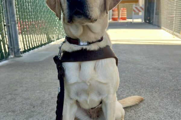Aspen is sitting in a kennel complex hallway. She is wearing her harness and looking into the camera.
