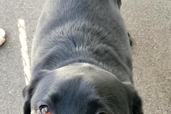 Black lab Blaine is standing outdoors looking up.