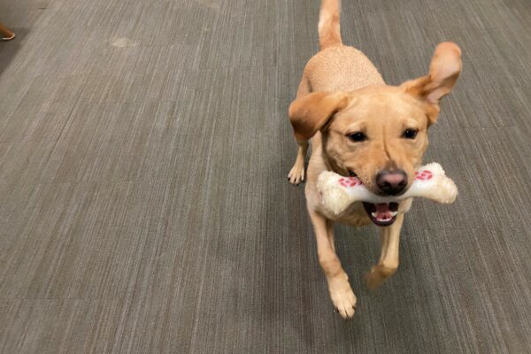 Ceviche is running towards the camera with a Nylabone in her mouth.