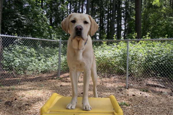 Conway stands on a yellow set of play stairs in a fenced play yard. There are many large trees in the background and some blue sky and sunshine peeking through the trees.